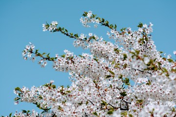 White Cherry blossom against blue sky. Soft focus, blurred background. Spring time during April. White blooming petals
