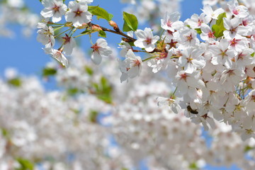 White Cherry blossom against blue sky. Soft focus, blurred background. Spring time during April. White blooming petals