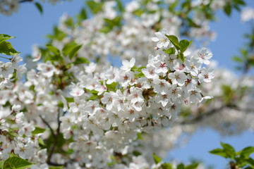 White Cherry blossom against blue sky. Soft focus, blurred background. Spring time during April. White blooming petals