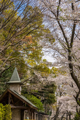 神田川桜並木の風景 江戸川公園の休憩所