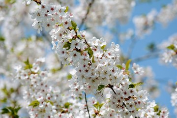 White Cherry blossom against blue sky. Soft focus, blurred background. Spring time during April. White blooming petals
