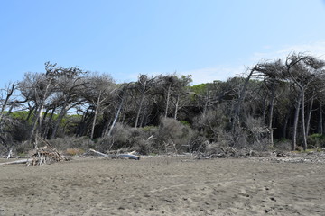 Pine trees and pinewood forest on the seaside, Beach and sea of Marina di Cecina, Maremma, Tuscany,...