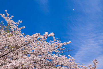 青空と満開の桜 神田川桜並木の風景