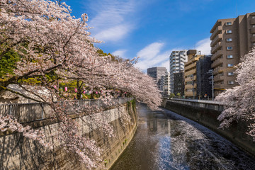 Fototapeta premium 青空と満開の桜 神田川桜並木の風景