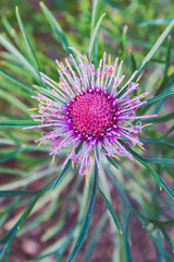isopogon candy cone native western australian plant with bright pink flowers