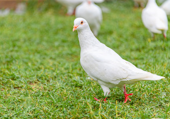 Fototapeta premium A beautiful white dove on the ground.