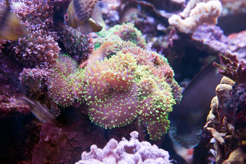 coral and fish