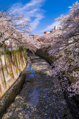 神田川 西早稲田の桜並木