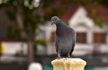  Pigeons in various postures In the park That is waiting for people to come to give food Is the nature of birds