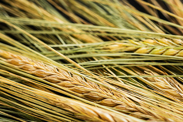 Background. Ripe ears of rye.