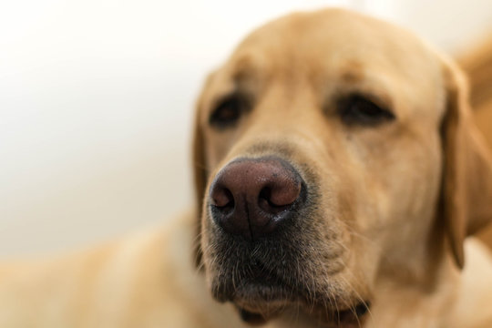 La nariz trufa de un perro Labrador