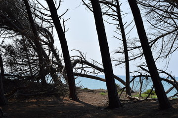 Pine trees and pinewood forest on the seaside, Beach and sea of Marina di Cecina, Maremma, Tuscany,...