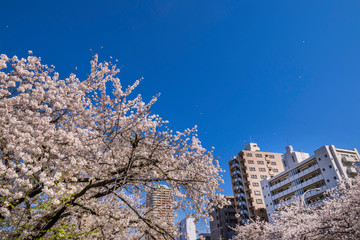 青空に舞う西早稲田の桜