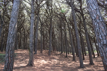 Pine trees and pinewood forest on the seaside, Beach and sea of Marina di Cecina, Maremma, Tuscany,...