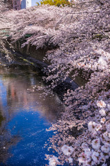 神田川に舞い散る花吹雪