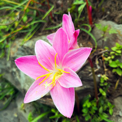 Rose fairy lily flower on Nepal - Zephyranthes rosea