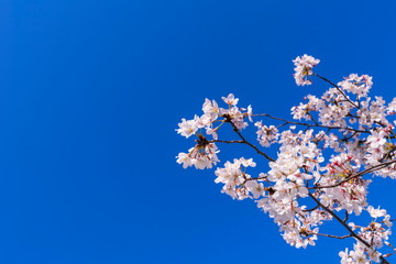 青空と桜の花