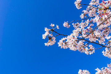 青空と桜の花