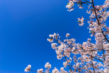 青空と桜の花