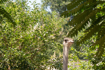 An ostrich head peeks out from bushes in a city park.