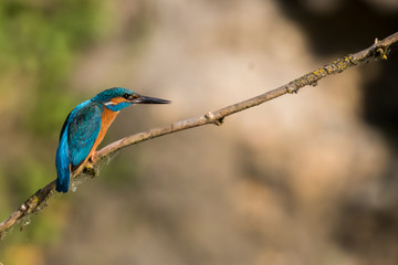 Eisvogel in der Schweiz