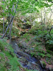 chute d'eau d'une rivière en forêt avec des arbres verts