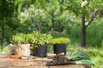 Seedlings, plants in pots and garden tools on the wooden table, green trees background - gardening concept