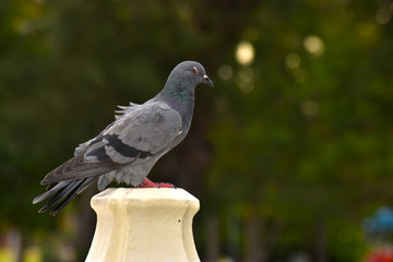  Pigeons in various postures In the park That is waiting for people to come to give food Is the nature of birds