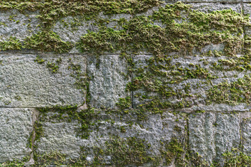 Detailaufnahme einer moosbewachsener Mauer
