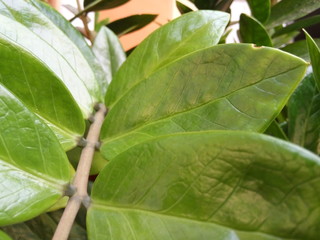 closeup of leaf