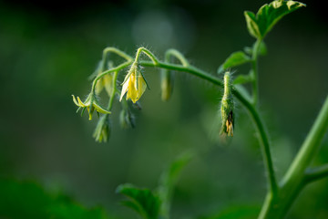 Blossom tomato plant in a garden close up