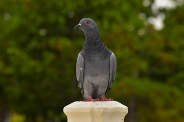 Obraz premium Pigeons in various postures In the park That is waiting for people to come to give food Is the nature of birds