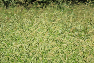 エノコログサ（猫じゃらし）