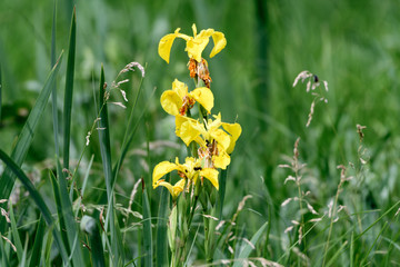 Meadow lily with bright yellow flowers close-up on a background of blurred green grass