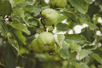 Green apples grow on a tree. Summer concept