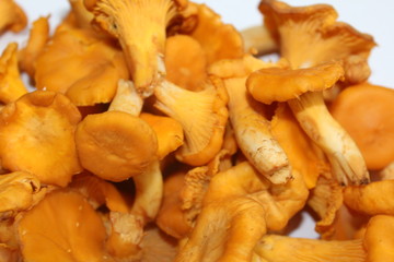 bunch of red forest mushrooms