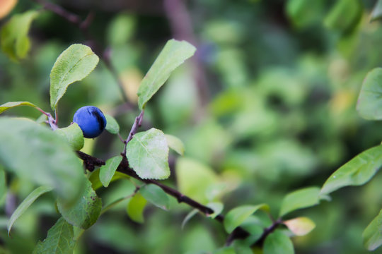 Berry of ripe blue thorn in the forest.