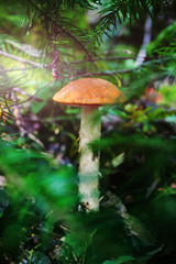 Boletus grows in a forest among moss and plants. Forest autumn harvest. Close-up, bright colors. A cozy photo.