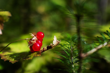  Ripe bright Stone berry growing on a branch in a forest. Forest autumn harvest. Close-up, bright colors. A cozy photo. The concept of healthy nutrition, wild plants.