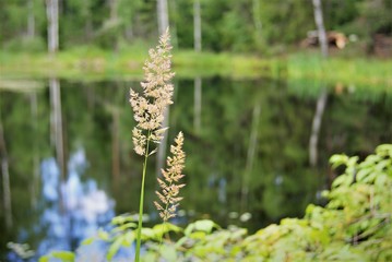 herbs in the forest