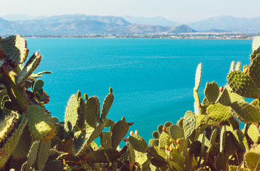 View of the sea and coastline through cacti.