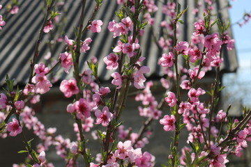  Bright pink flowers bloomed on a peach tree
