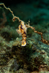 Obraz na płótnie Canvas Hypselodoris tryoni, Risbecia tryoni is a species of sea slug, a dorid nudibranch, a marine gastropod mollusk in the family Chromodorididae