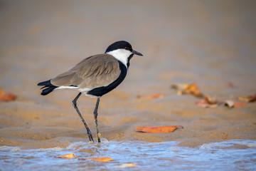 Spur-winged Plover - Vanellus spinosus, beautiful lapwing from West African fresh water, fields and meadows, La Somone, Senegal.