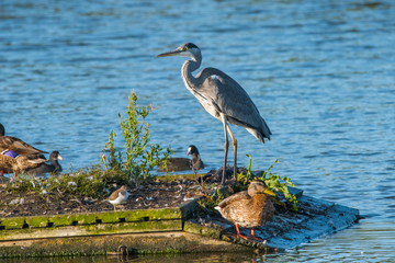 Grey Heron and ducks on a platform at sunrise in a pond at bird sanctionary Hjälstaviken west of Stockholm