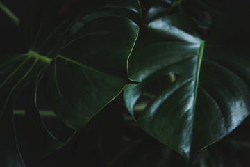 Dark toned image of a monstera tropical lush foliage - ideal for trendy wall canvas decoration.