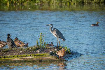 Grey Heron and ducks on a platform at sunrise in a pond at bird sanctionary Hjälstaviken west of Stockholm