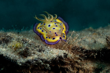 Fototapeta na wymiar Goniobranchus kuniei, Chromodoris kuniei is a species of very colourful sea slug, a dorid nudibranch, a marine gastropod mollusc in the family Chromodorididae