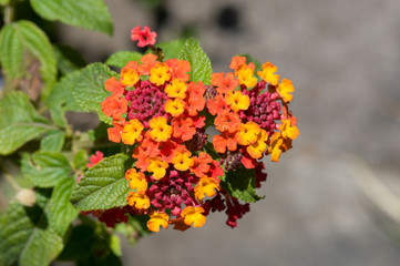 flowers in the garden