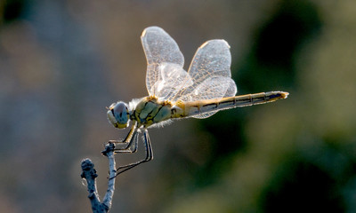dragonfly on leaf